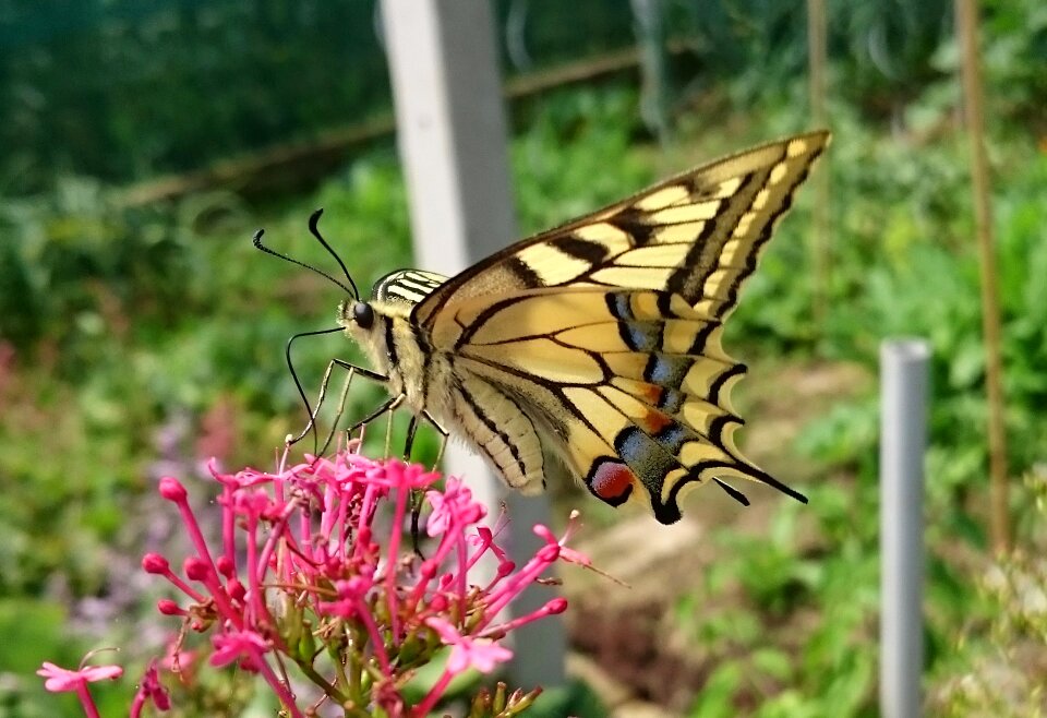 Insect flower garden