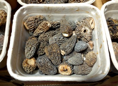 Morels - Farmer's Market at the Ferry Building - San Francisco, CA - DSC03630