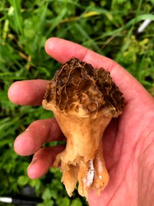 Morchella esculenta 130010590
