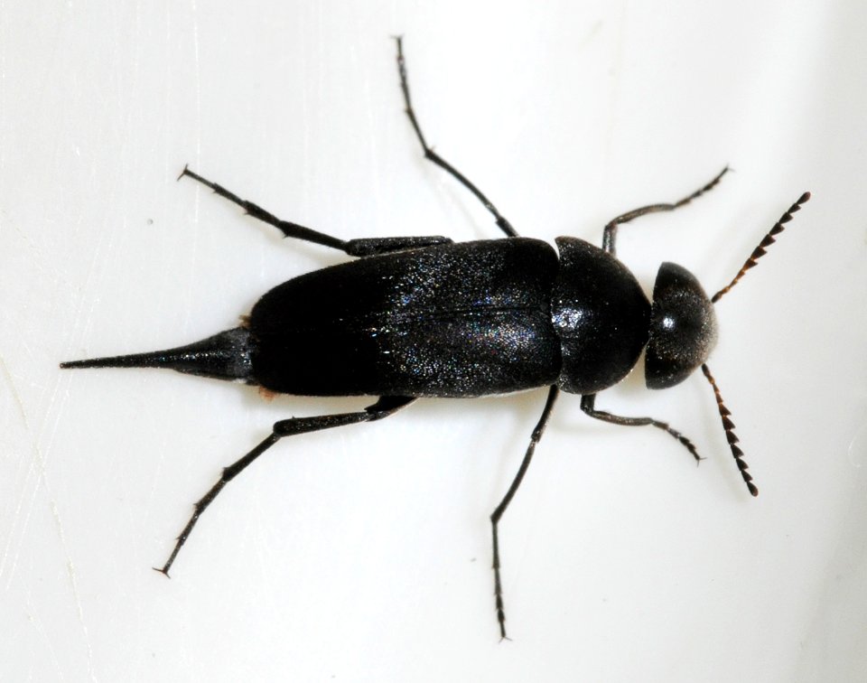 Mordella-aculeata-03-fws