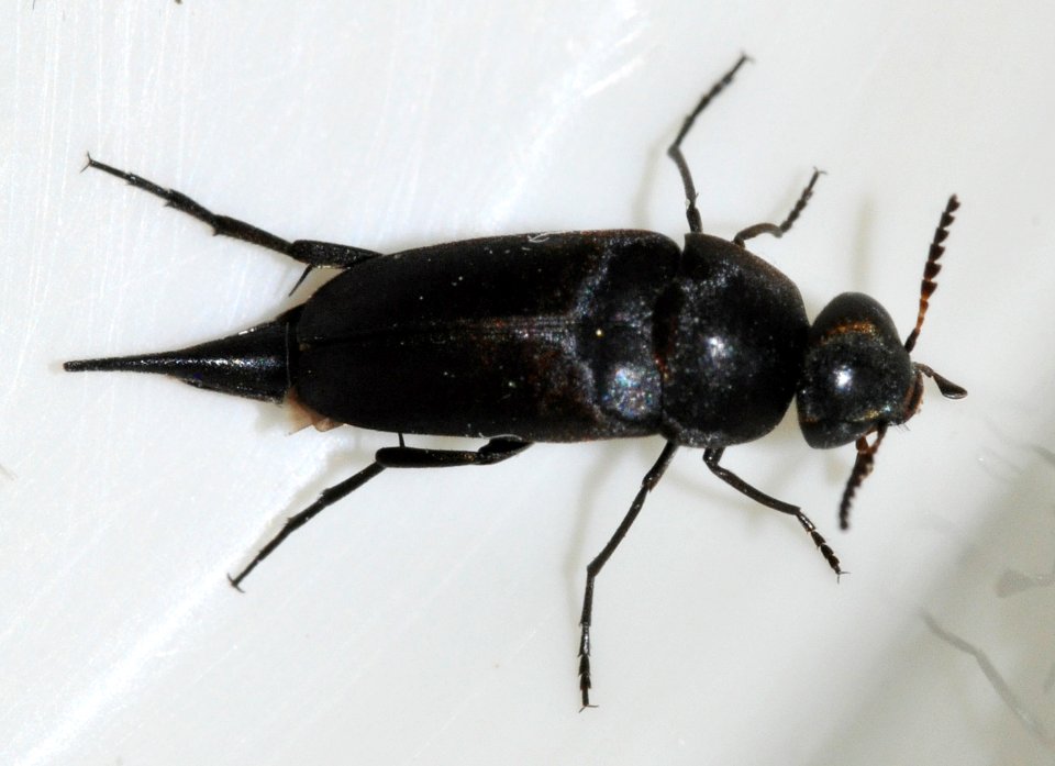 Mordella-aculeata-08-fws