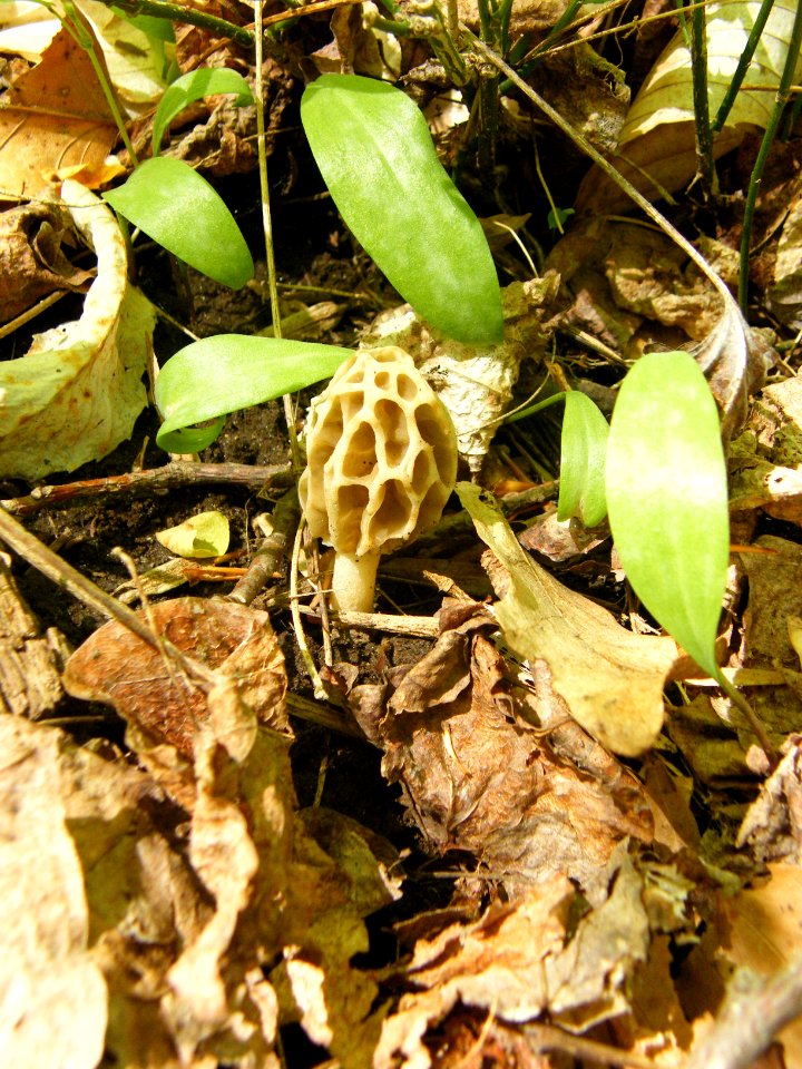 Morel mushroom in woods