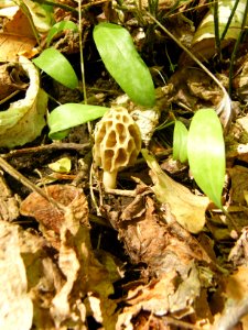 Morel mushroom in woods photo