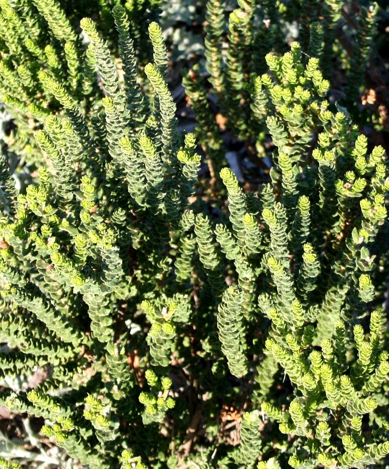 Morella cordifolia Wasbessie bush - Cape Stranveld SA 66