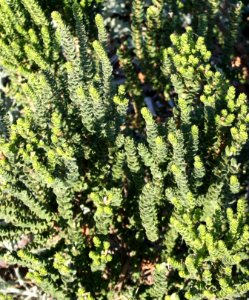 Morella cordifolia Wasbessie bush - Cape Stranveld SA 66