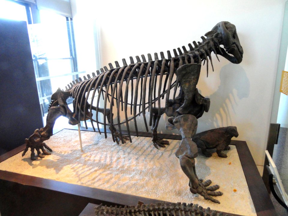 Moschops capensis - AMNH - DSC06321
