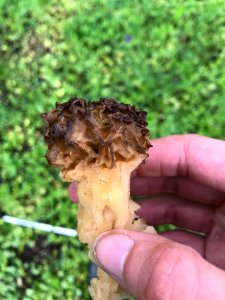Morchella esculenta 130010874