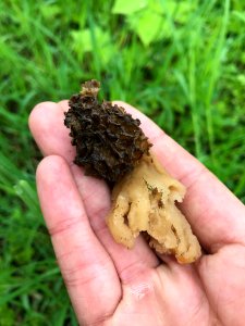 Morchella esculenta 130011130