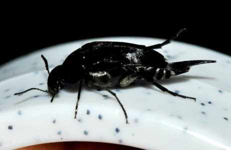 Mordella-aculeata-06-fws