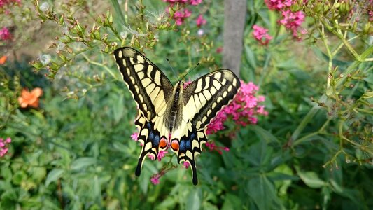 Insect flower garden