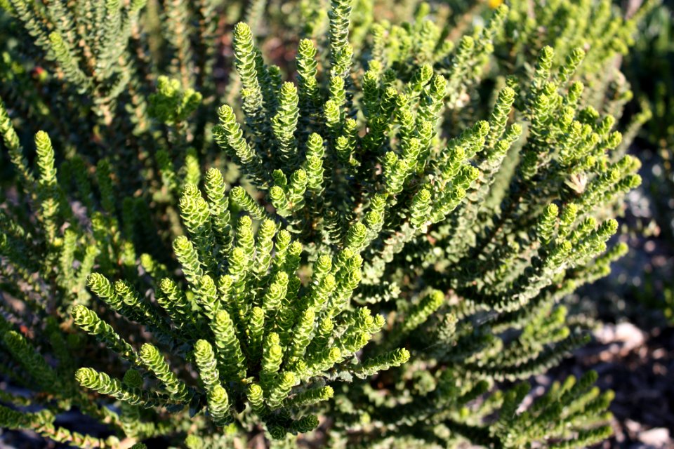Morella cordifolia Wasbessie bush - Cape Stranveld SA 4