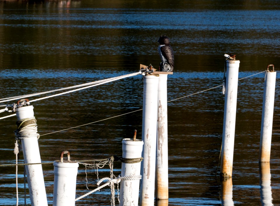 Mooring poles with owl decoy 3