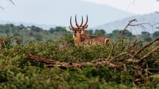 Color deer environment