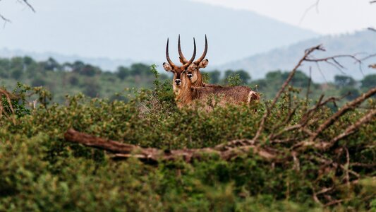 Color deer environment photo