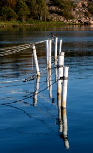 Mooring poles with owl decoy 4 photo