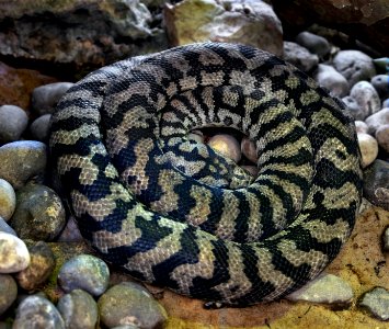 Morelia spilota variegata MNHN