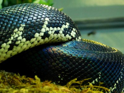 Morelia boeleni scales