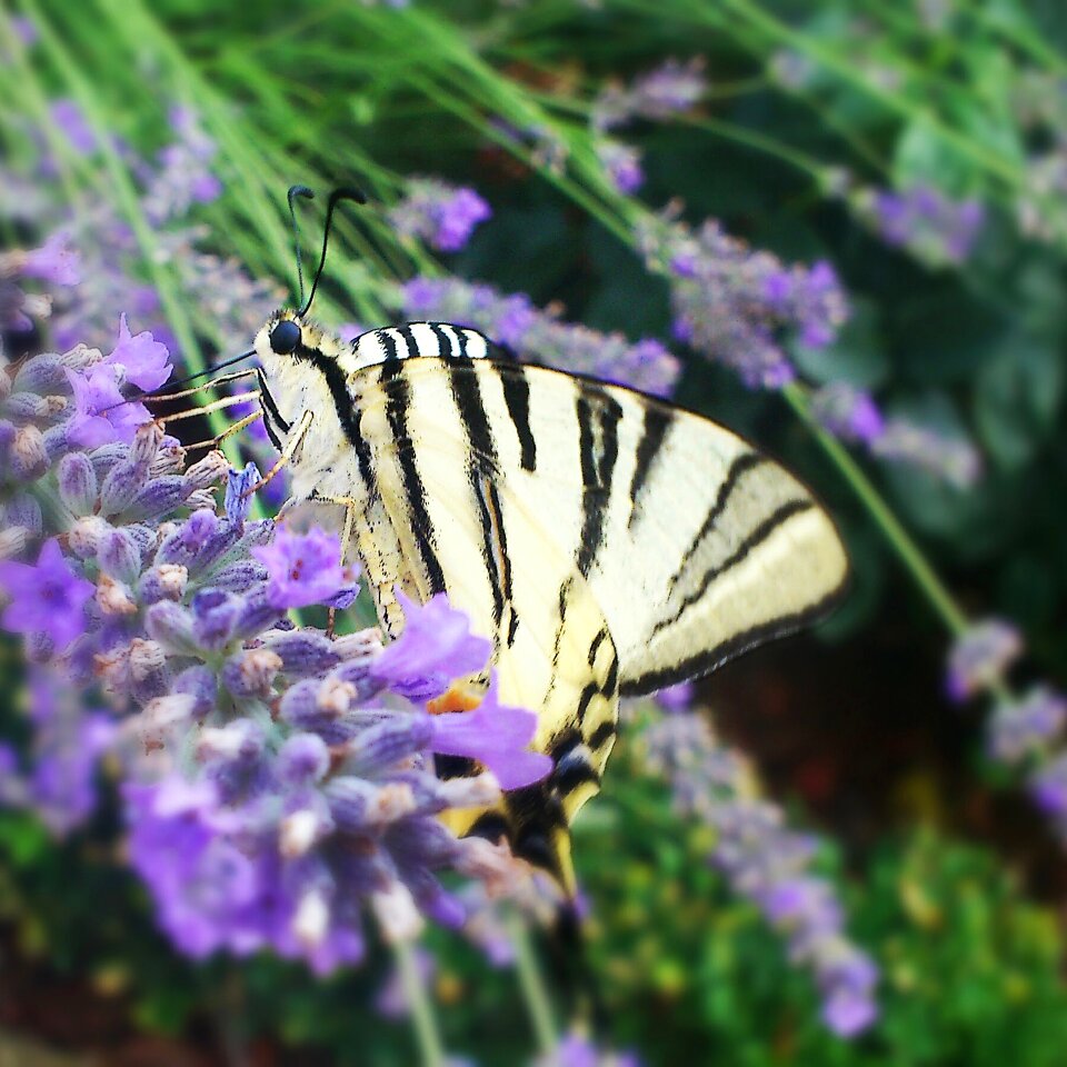 Nature garden flower