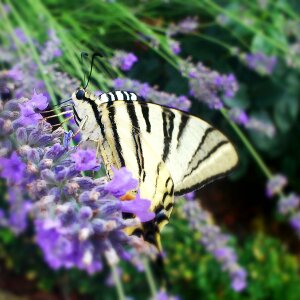 Nature garden flower