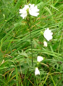 Moschus-Malve Ludwigsthal