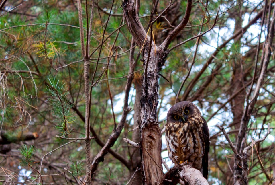Morepork Ruru Amongst The Pines (235515555)