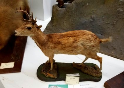 Moschus moschiferus (antlers added, tusks removed) - Pember Library and Museum - Granville, New York - 20180224 141844