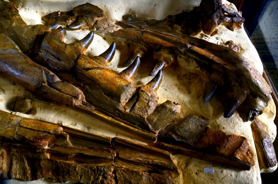 Mosasaurus hoffmanni 1766 7424 Teylers Museum 7112012