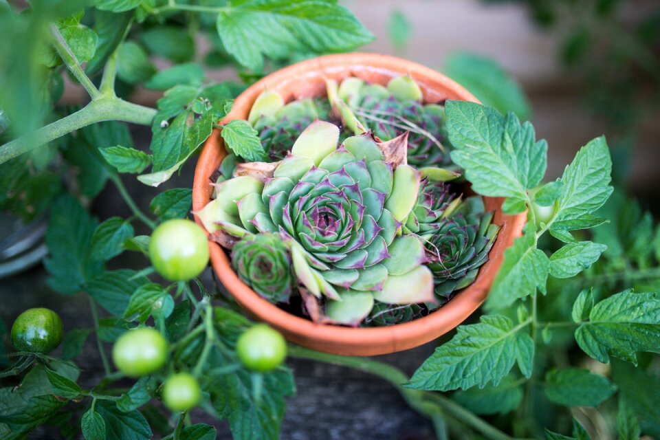 Focus fruit garden