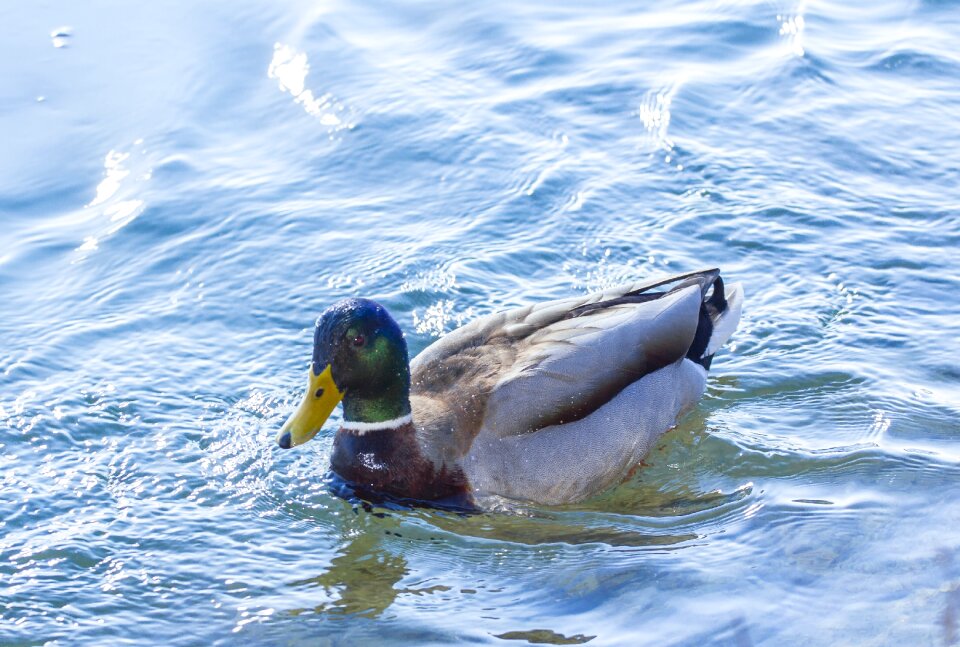 Water bird nature drake