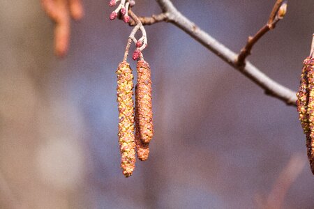 Frühlingsanfang tree sausage photo