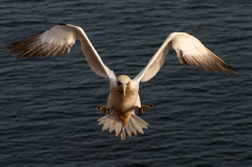 Morus Bassanus, prepared for landing