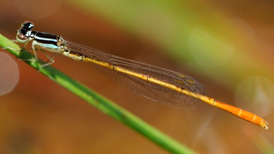 Mortonagrion selenion(Male,Japan,2018.06.17)