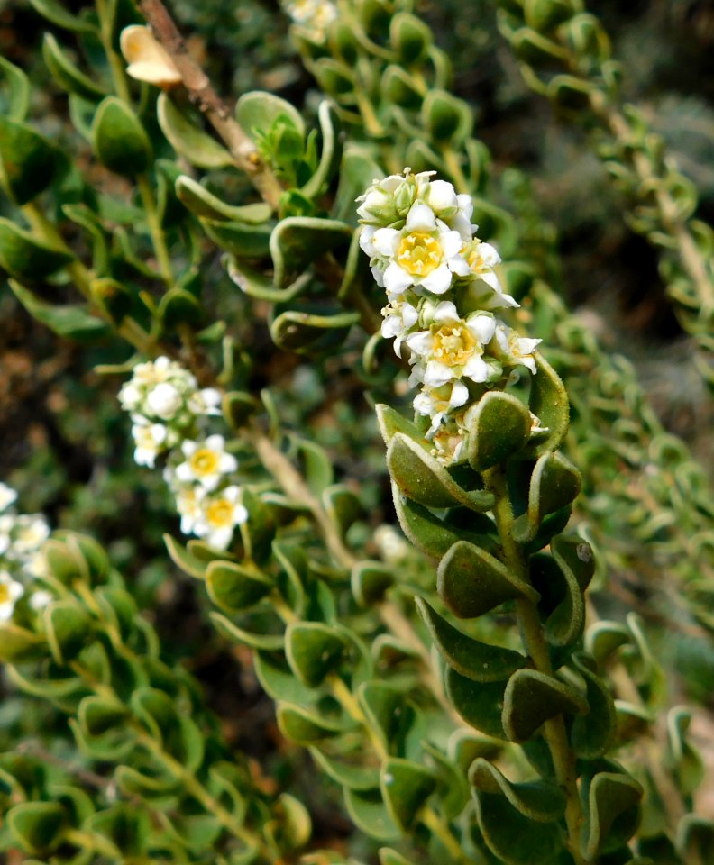Mortonia utahensis