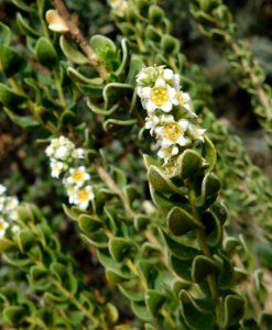 Mortonia utahensis