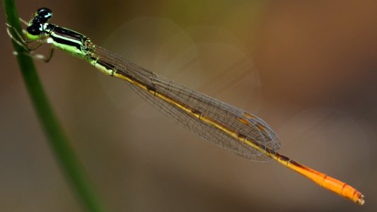 Mortonagrion selenion(Male,Japan,2018.06.17,b)