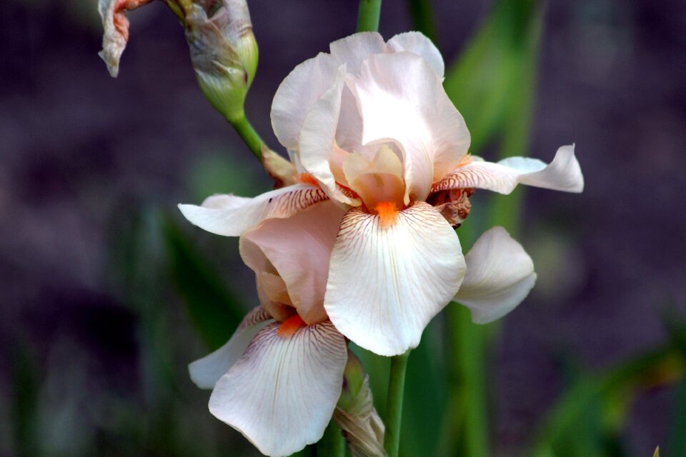 Summer beautiful flower summer flowers