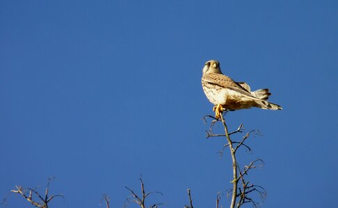 Sit branch nature