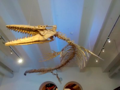 Mosasaurus-Skelett