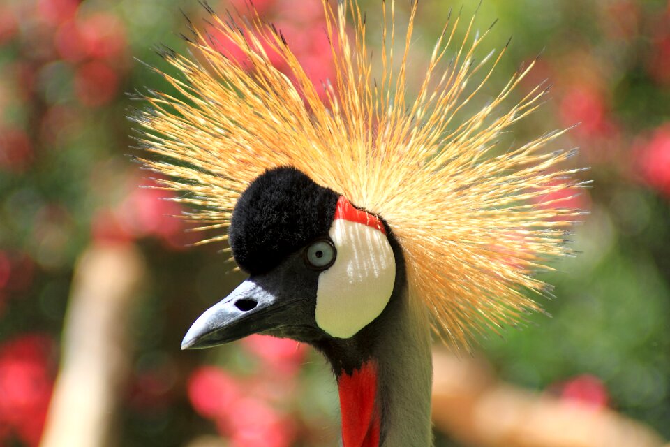 Nature animal world headdress