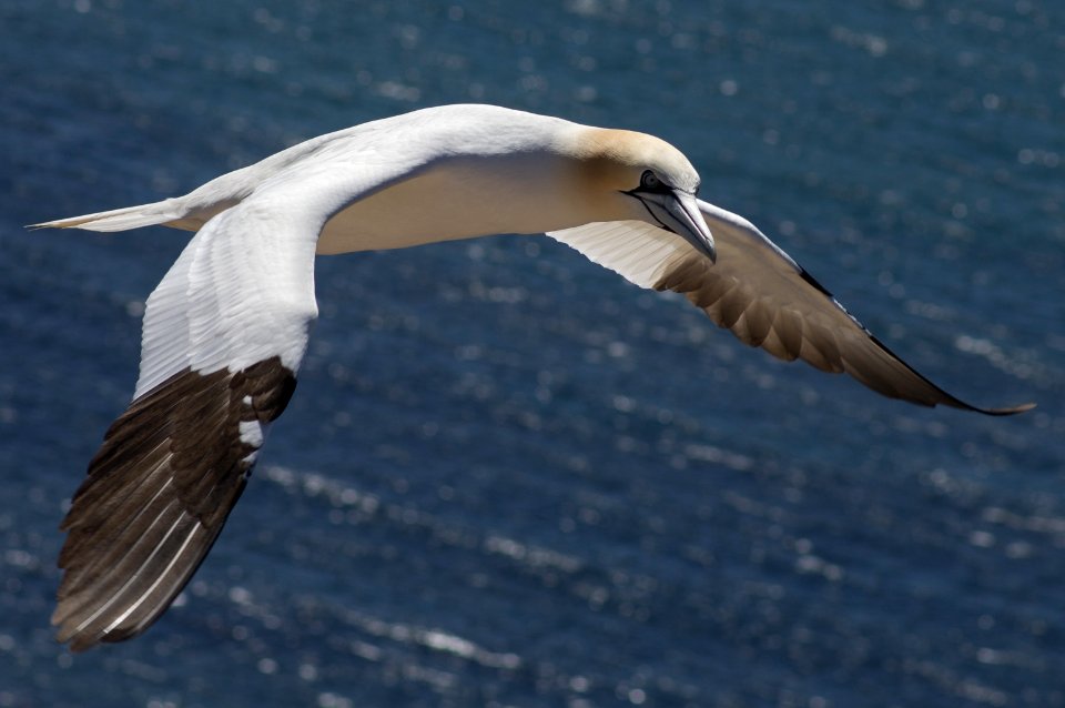 Morus Bassanus, Heligoland 2019