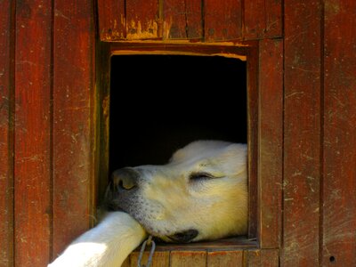 Sheep-dog charming rest photo