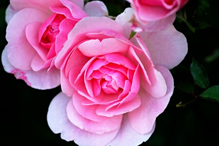 Flower petals fragrance