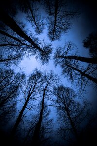 Birch trees top branches