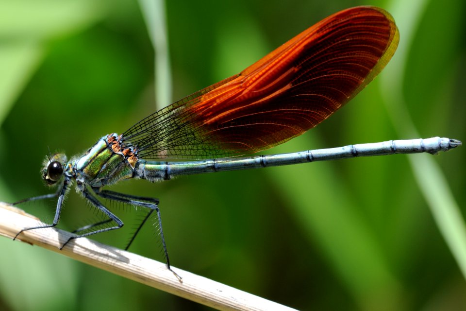 Mnais costalis(Male,Japan,2018.05.11)