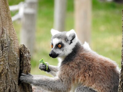 Ring tailed lemur animal madagascar photo