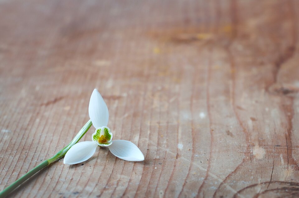 White blossom bloom