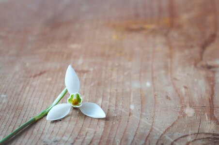 White blossom bloom