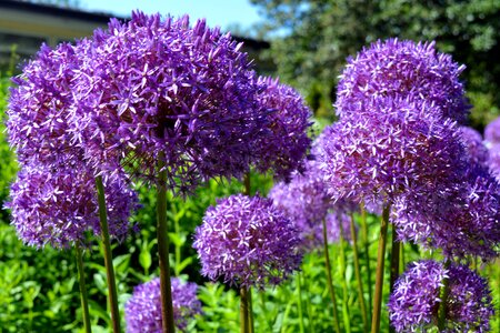 Nature allium purple photo