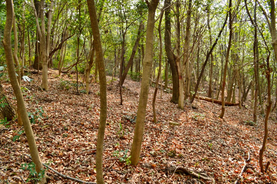 Minato Chausuyama Kofun, funkyu