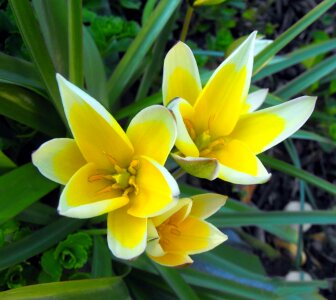 Detail yellow petals photo